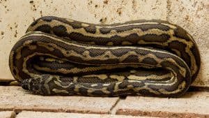 Carpet Python Facts (9 Fascinating Facts You Need To Know)