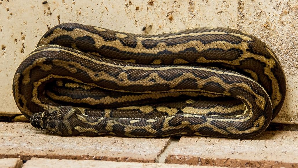 Long carpet python