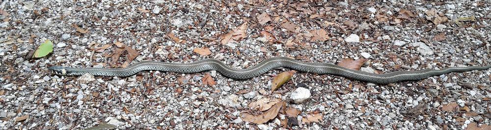 Long grass snake