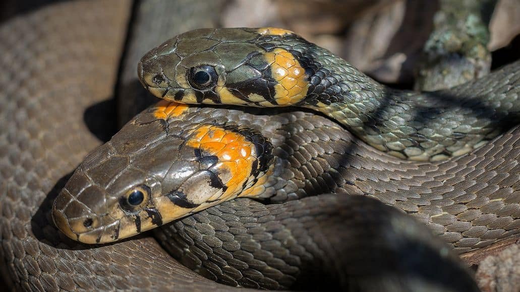 Mating grass snakes