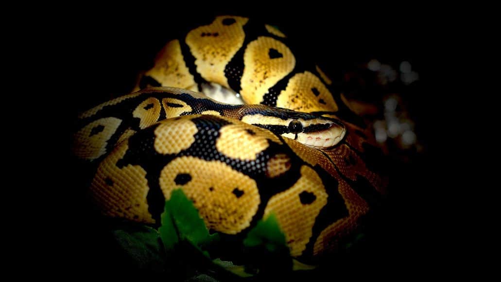 ball python curled up