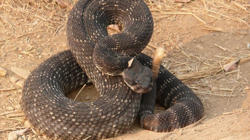 A rattlesnake in California
