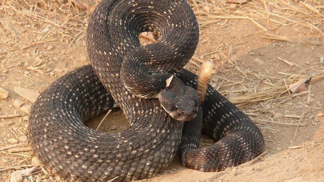 rattlesnake rattling