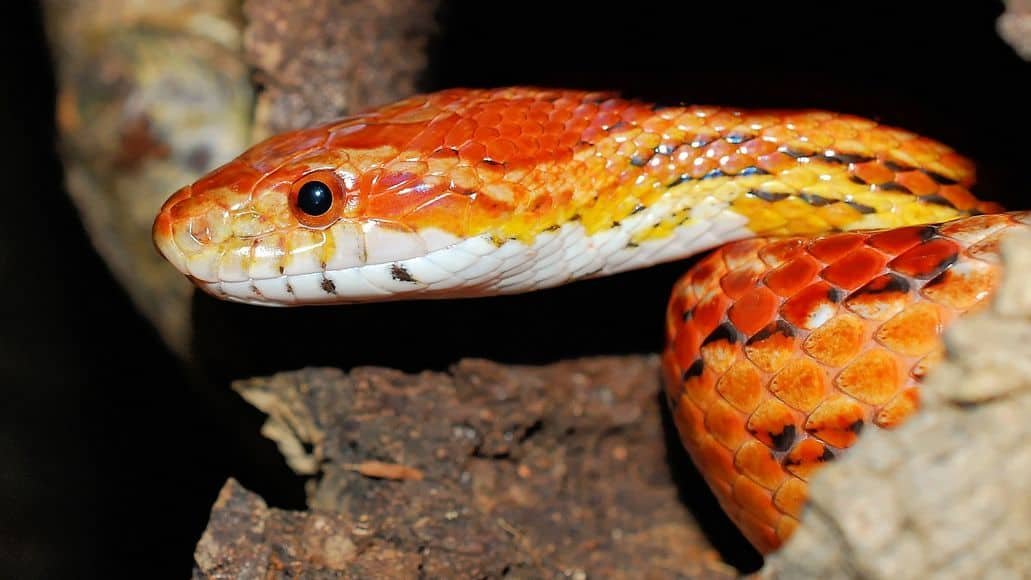 Corn snake