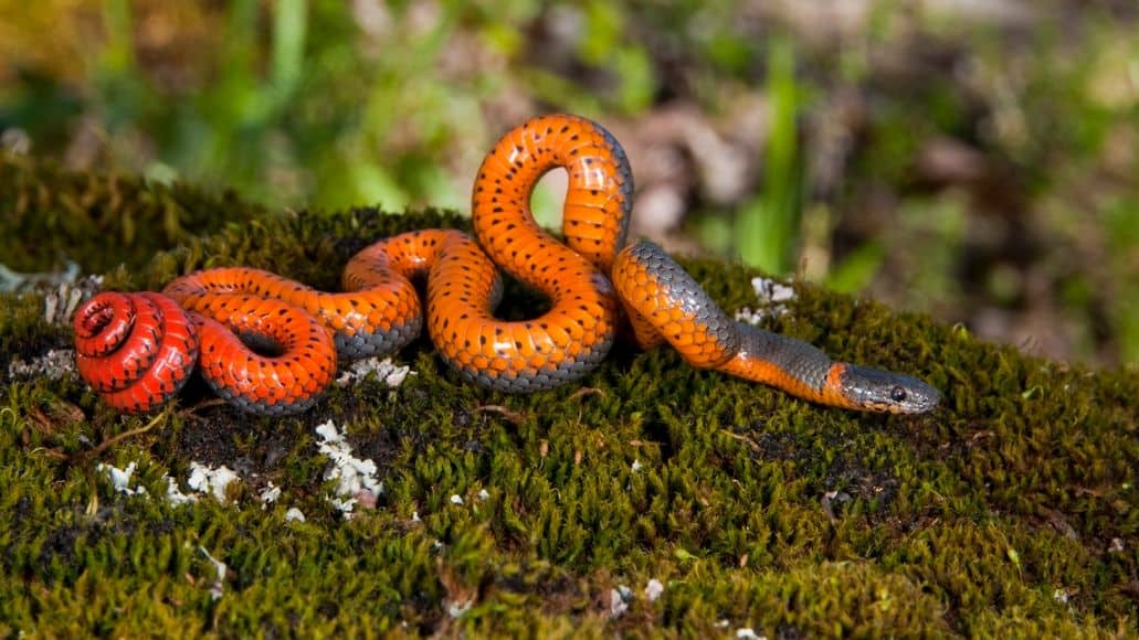A Ringneck Snake