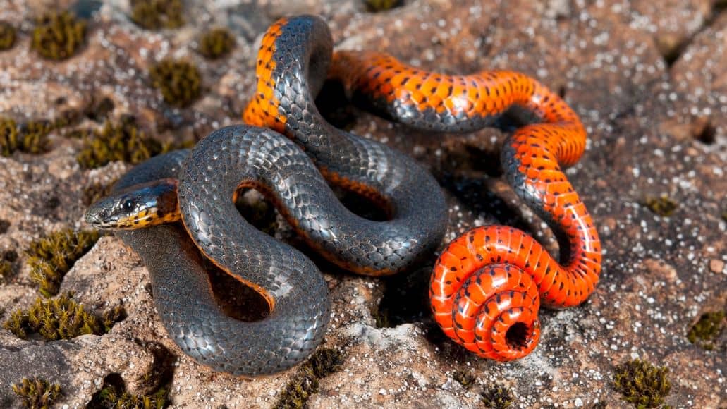 Venomous Ringnecked snake in its habitat