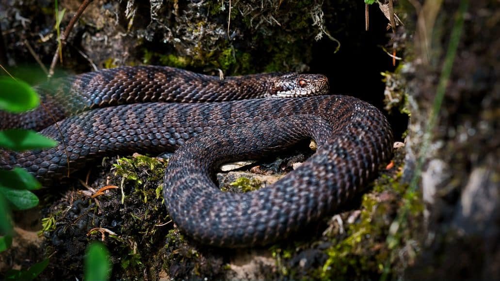 Snake entering cave for hibernation