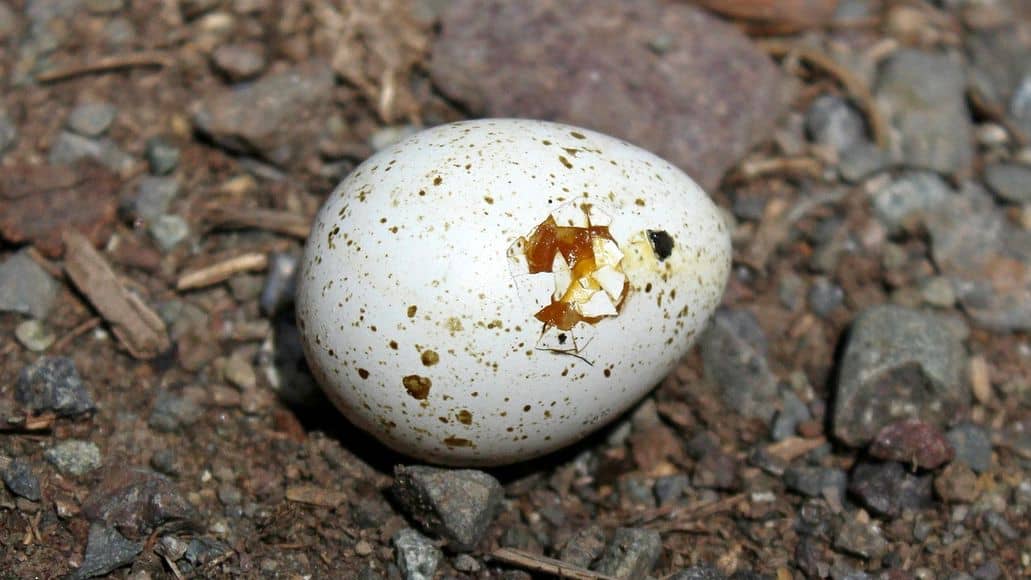 Snake egg