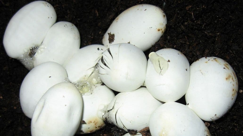 Snake eggs