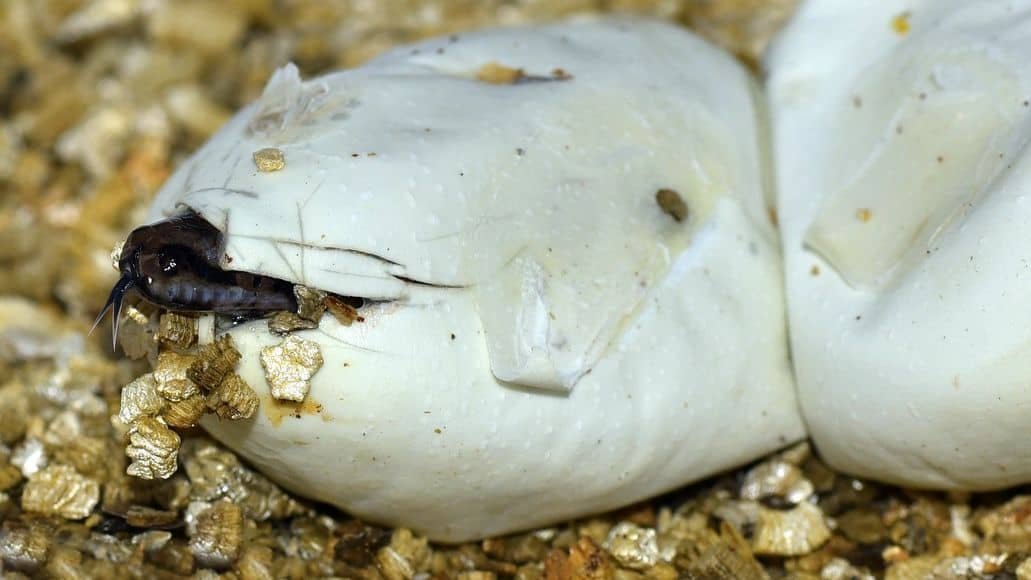 Snake hatching from egg