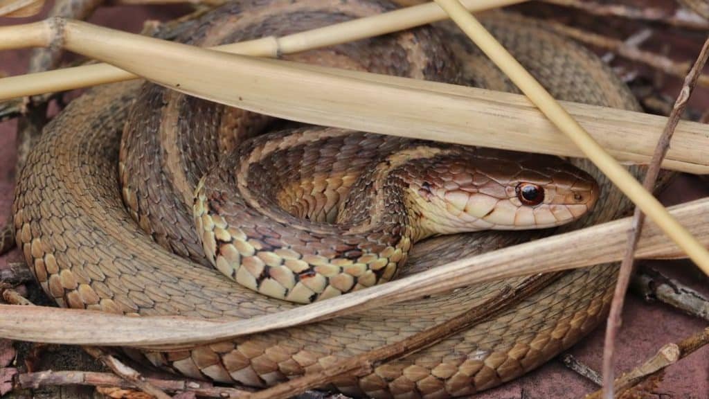 Gallery Detail: Do Snakes Hibernate In Houses And How To Keep Them