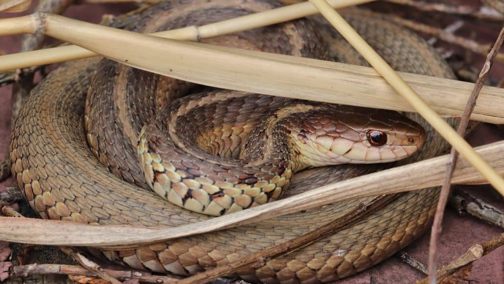 do snakes hibernate in winter