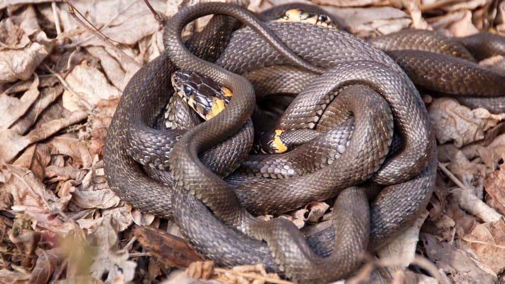 Snake mating ball