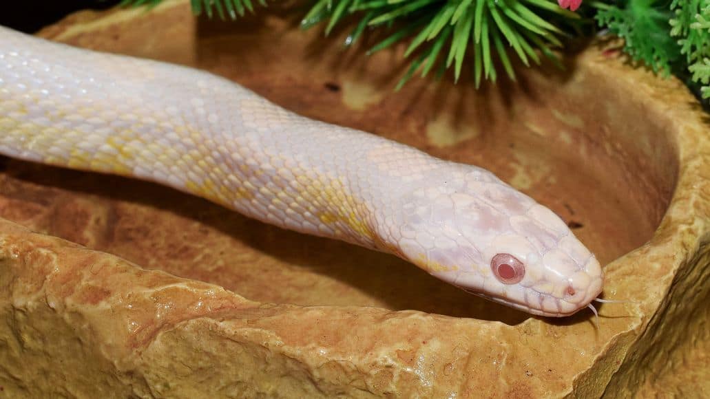 Snow corn snake in enclosure