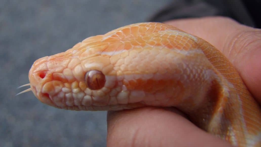 Handling a snow corn snake