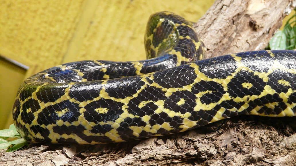 Yellow anaconda