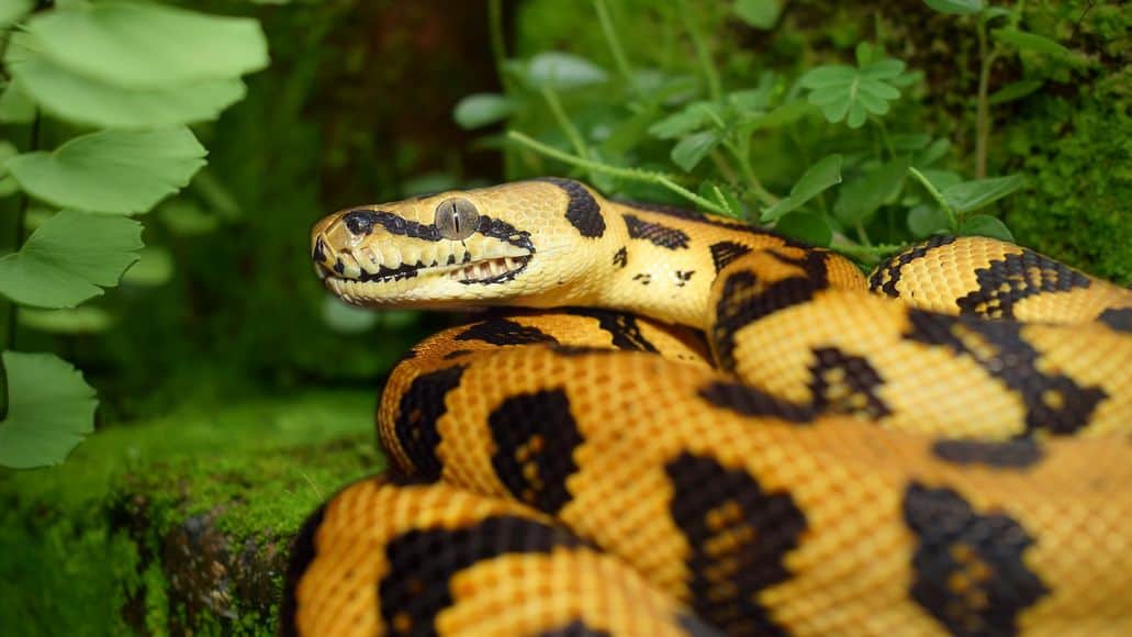 Yellow carpet python