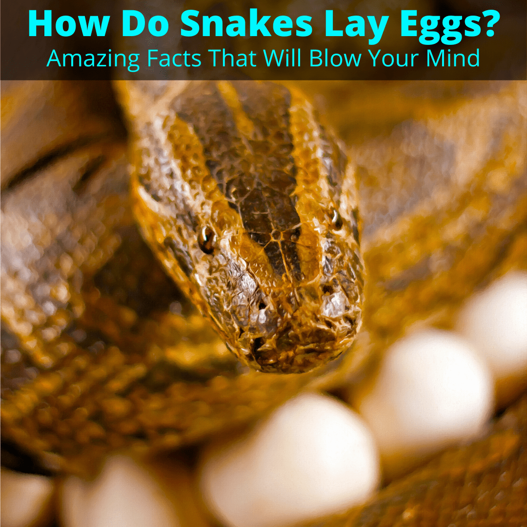 How do snakes lay eggs