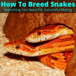 How to breed snakes