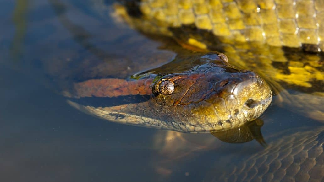 Anaconda in water