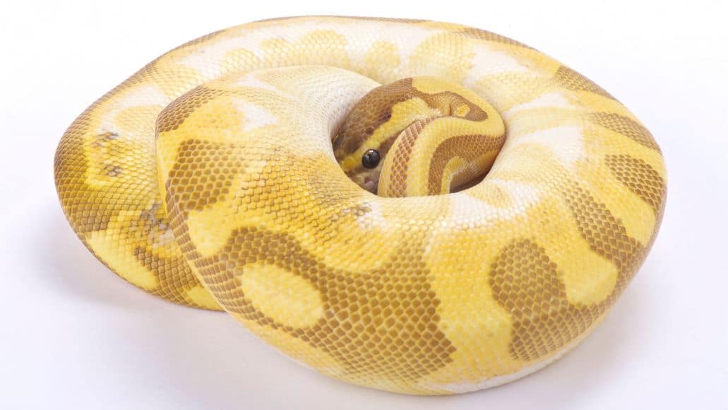 Banana snake curled up in ball