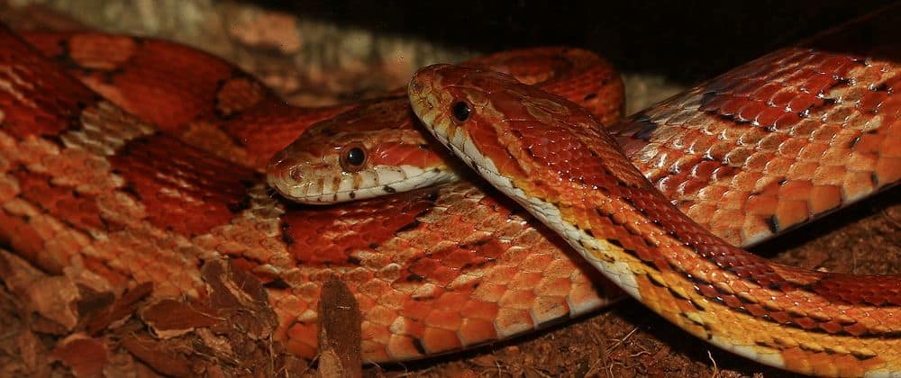 two corn snakes together