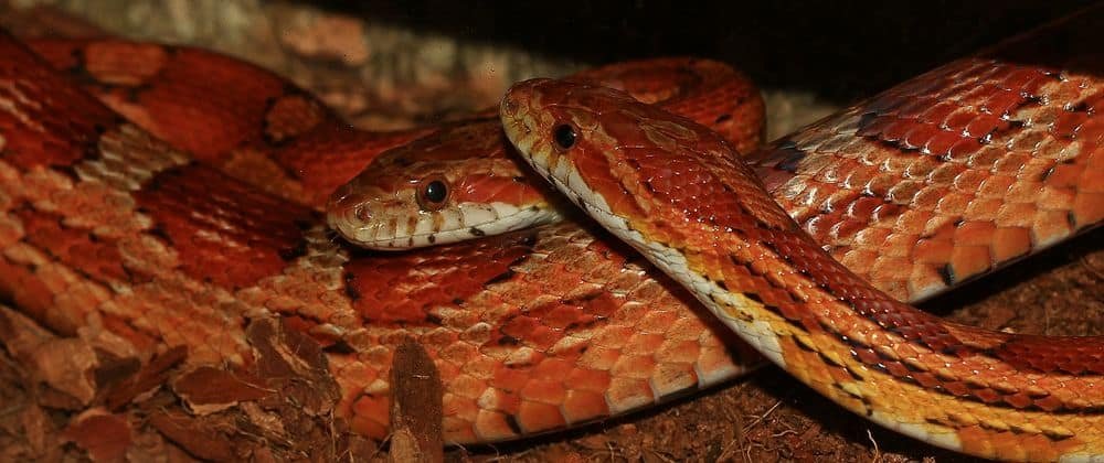 Corn snakes breeding