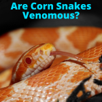Are Corn Snakes Venomous