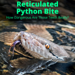 Reticulated Python Bite