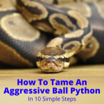 How To Tame An Aggressive Ball Python