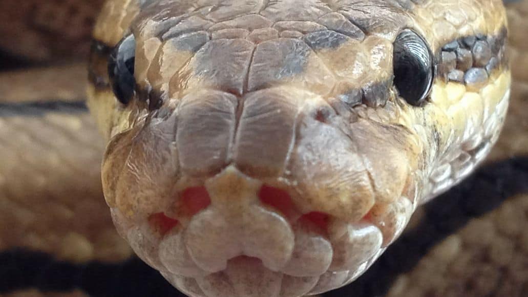 Ball python aggressive face