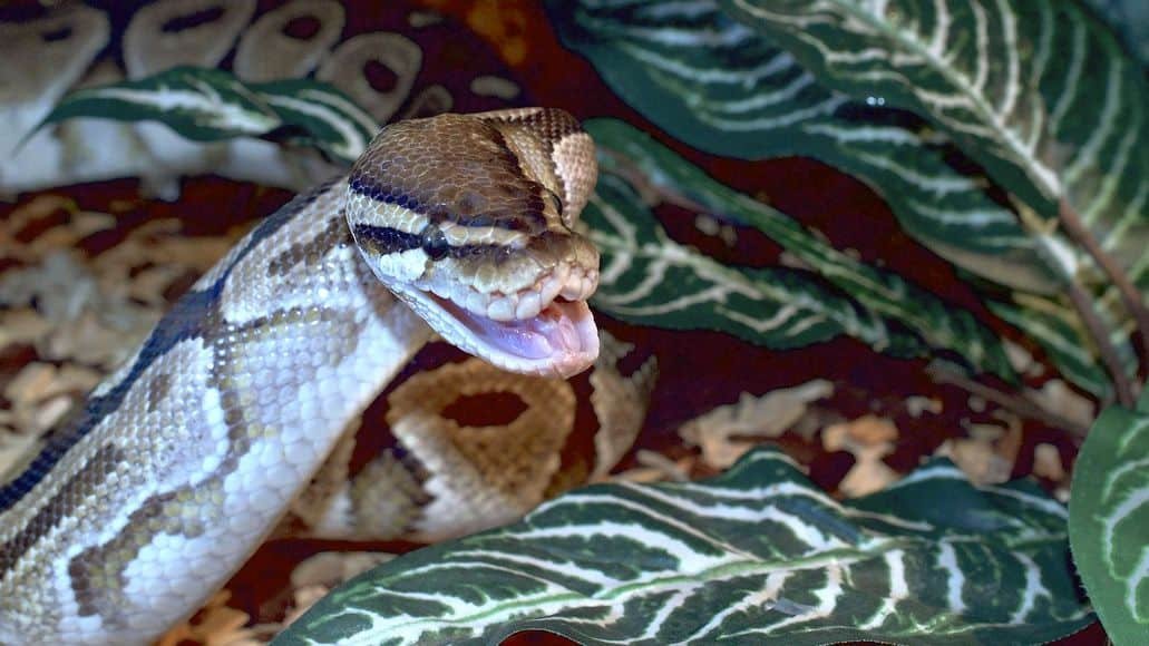 stressed ball python being housed together