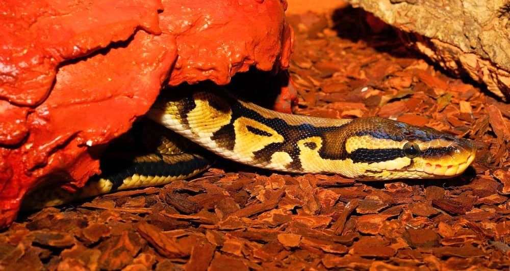 Ball python basking in heat