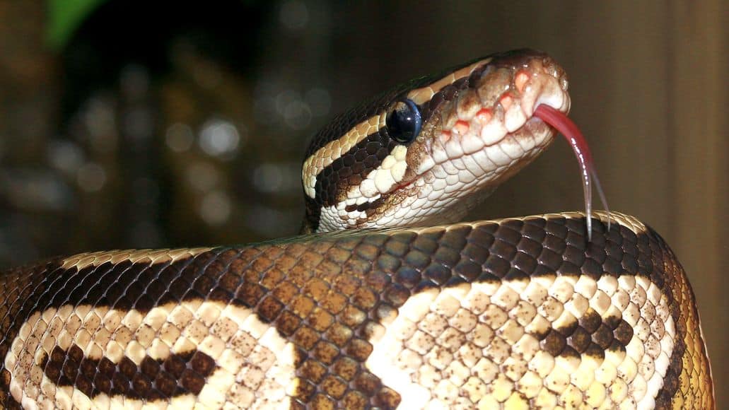 Ball python smelling with tongue