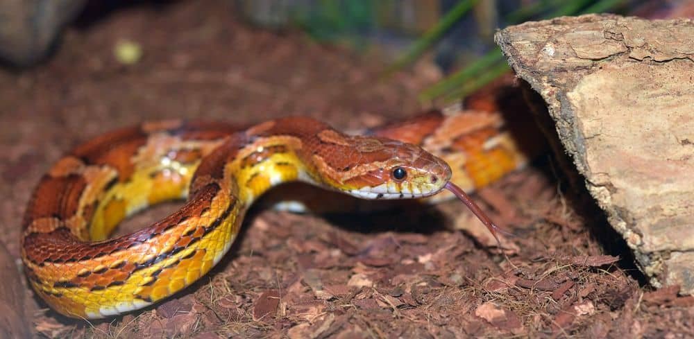 corn snake in large tank