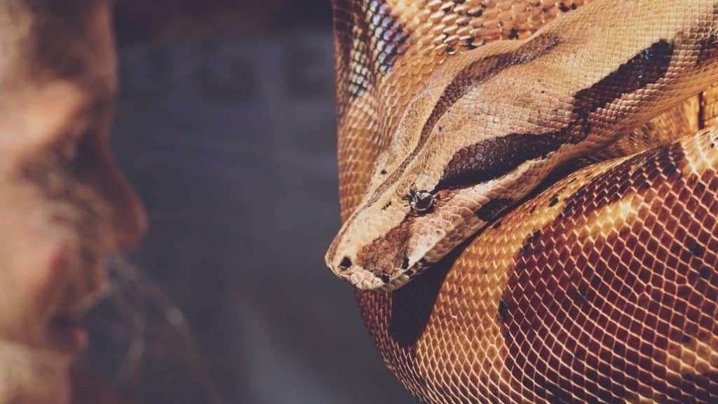 Reticulated Python Venom The Bite That Could Save Lives - qpa1uvq