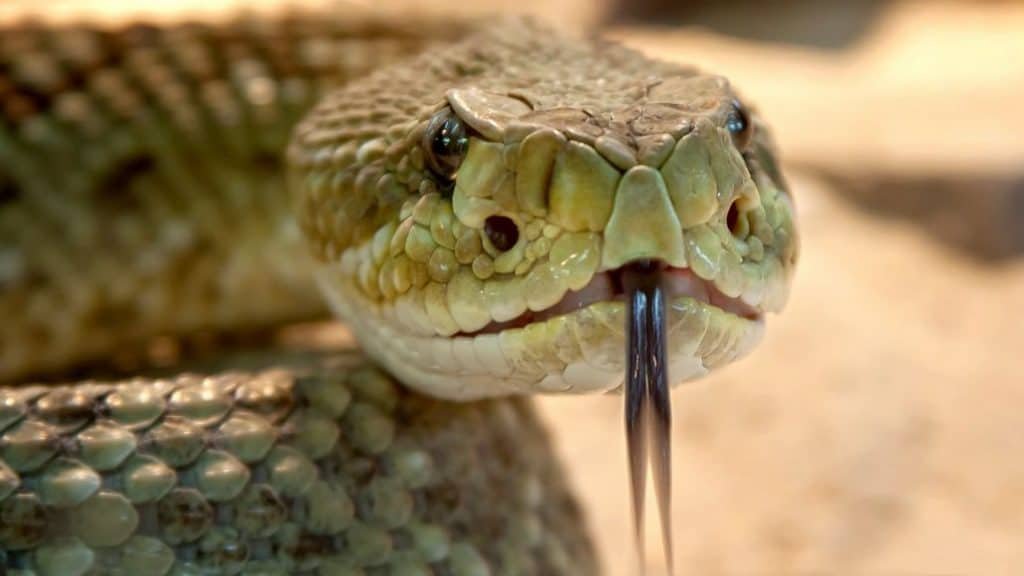What Does It Mean When A Snake Stares At You? (5 Surprising Reasons)