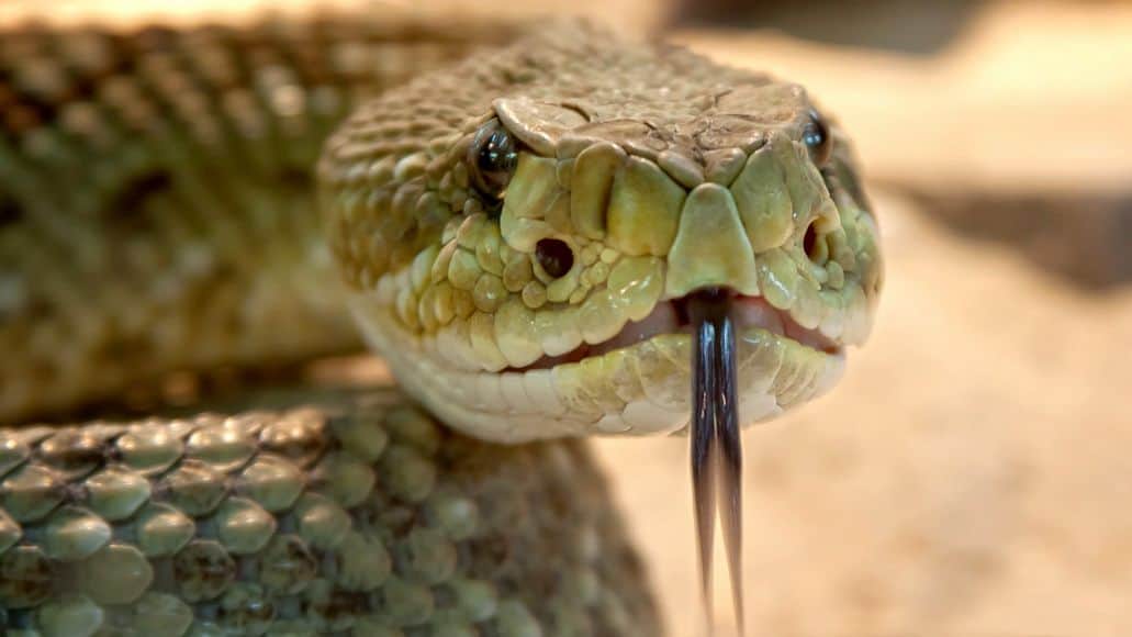 rattlesnake staring to protect territory