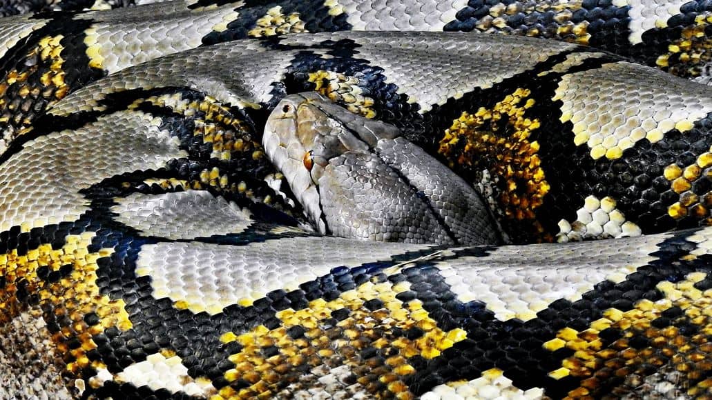 Reticulated Python coiled