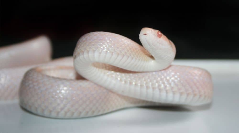 snow corn snake