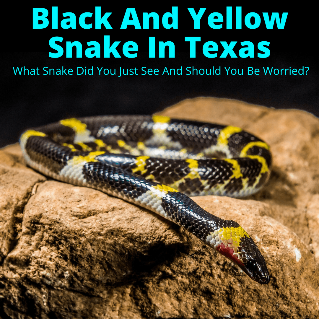 black snake with yellow stripes