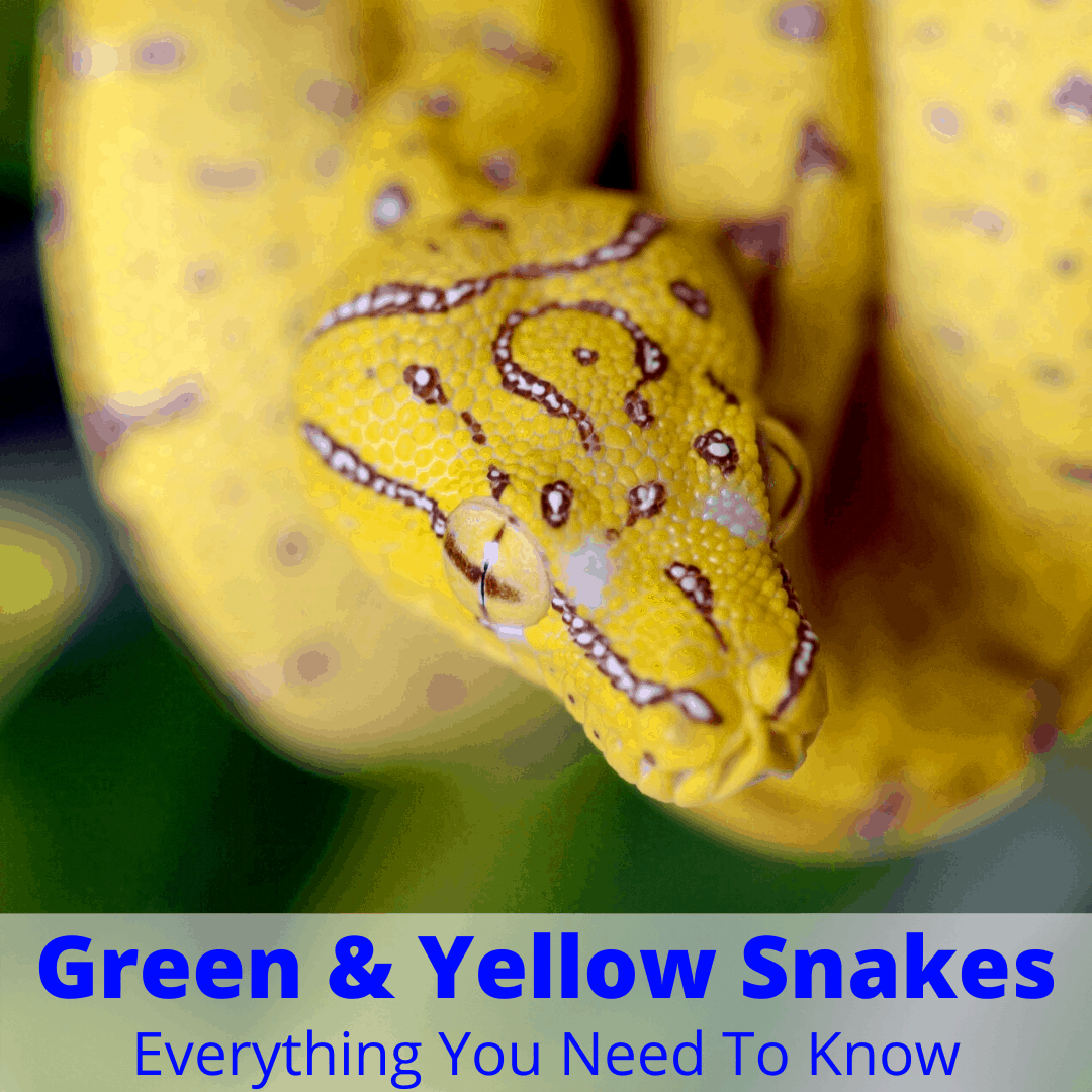 Green and yellow snake