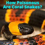 How Poisonous Are Coral Snakes?