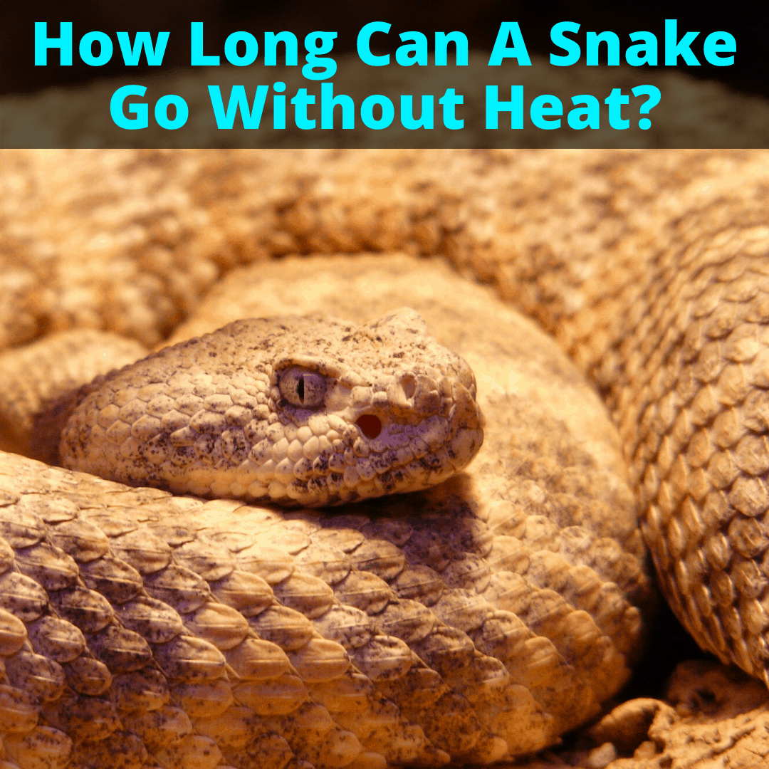 How Long Can a Snake Go without Heat - Snake Owners Need This Info!