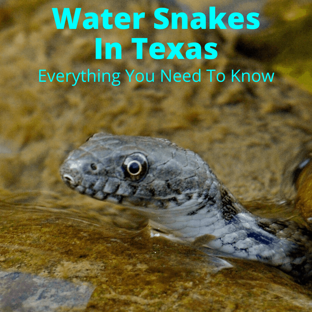 Water snakes in Texas