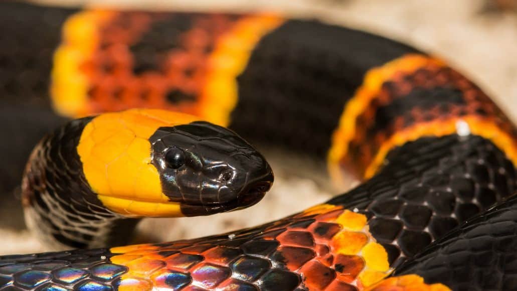 Black head on coral snake