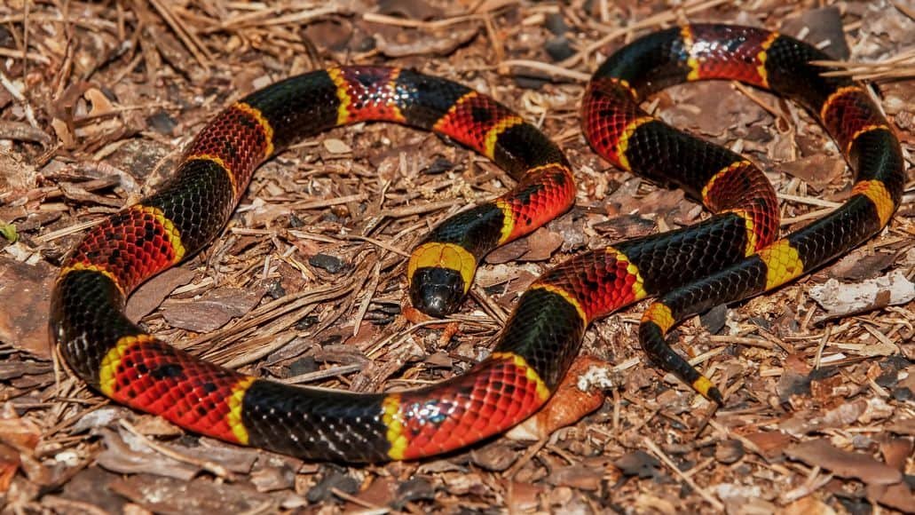 Texas Coral Snake