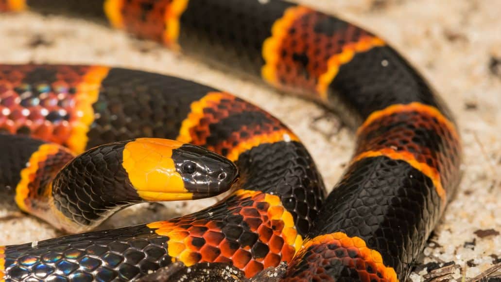 bright coral snake