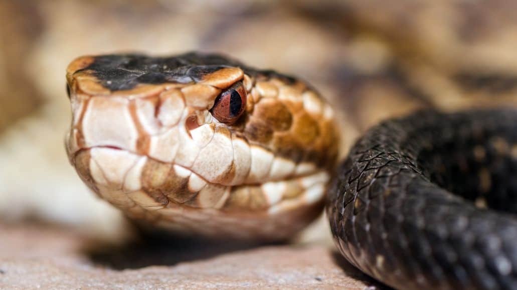 cottonmouth snake waiting to kill prey