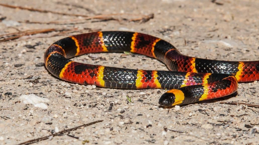 harlequin coral snake